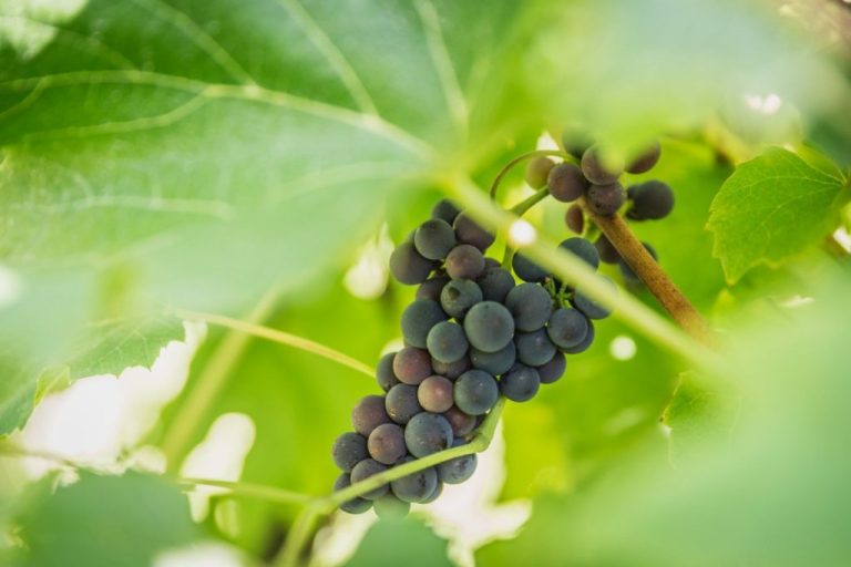 Grappe de raisins rouges dans les vignes