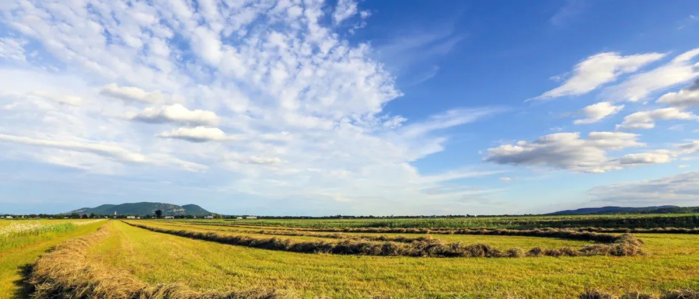 Champs à Saint-Mathieu-de-Beloeil