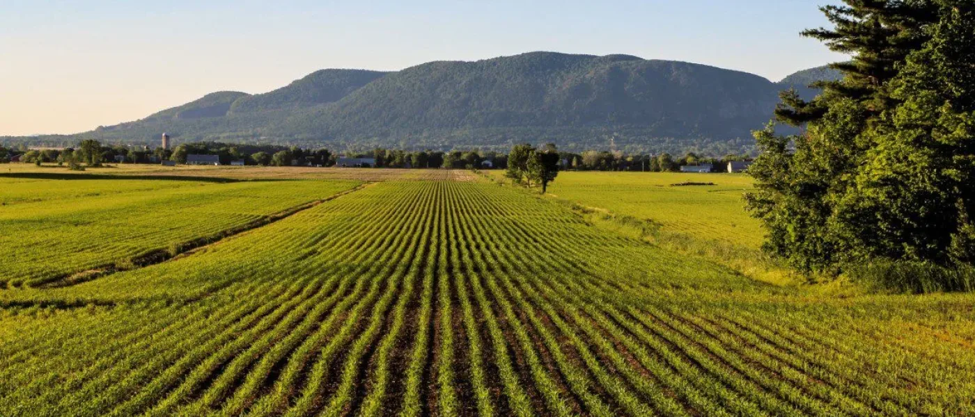 Champs à Saint-Mathieu-de-Beloeil
